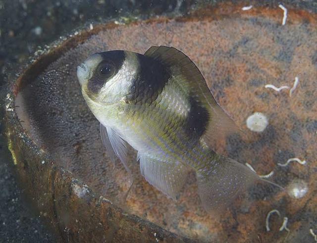 (Amblypomacentrus) Род АМБЛИПОМАЦЕНТРЫ 3 вида